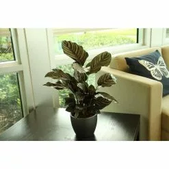 Best Pirce 😉 Costa Farms Grower's Choice Calathea in 6 in. Two Tone Ceramic 🛒 -Pavestone || Costa Farms Shop costa farms indoor plants co cmd07 3 2to a0 1000