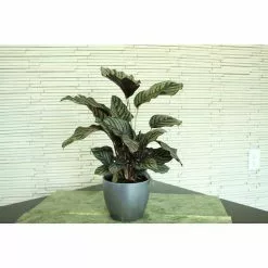 Best reviews of ✔️ Costa Farms Grower's Choice Calathea in 6 in. White Cylinder Pot ✨ 17 Best reviews of ✔️ Costa Farms Grower's Choice Calathea in 6 in. White Cylinder Pot ✨ -Pavestone || Costa Farms Shop costa farms indoor plants co cmd07 3 cyl 1f 1000