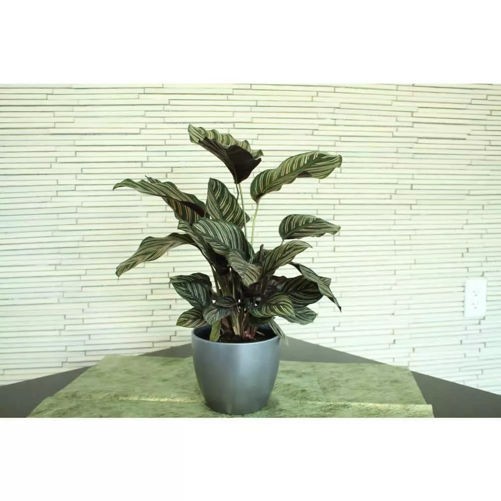 Best reviews of ✔️ Costa Farms Grower's Choice Calathea in 6 in. White Cylinder Pot ✨ 10 Best reviews of ✔️ Costa Farms Grower's Choice Calathea in 6 in. White Cylinder Pot ✨ - Image 8