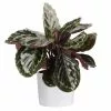 Best reviews of ✔️ Costa Farms Grower's Choice Calathea in 6 in. White Cylinder Pot ✨ -Pavestone || Costa Farms Shop costa farms indoor plants co cmd07 3 cyl 64 1000