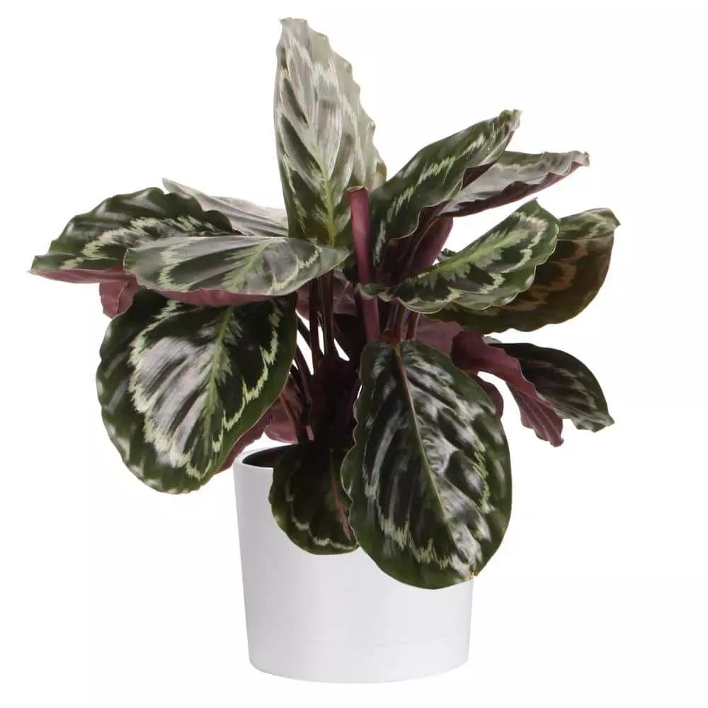 Best reviews of ✔️ Costa Farms Grower's Choice Calathea in 6 in. White Cylinder Pot ✨ 3 Best reviews of ✔️ Costa Farms Grower's Choice Calathea in 6 in. White Cylinder Pot ✨