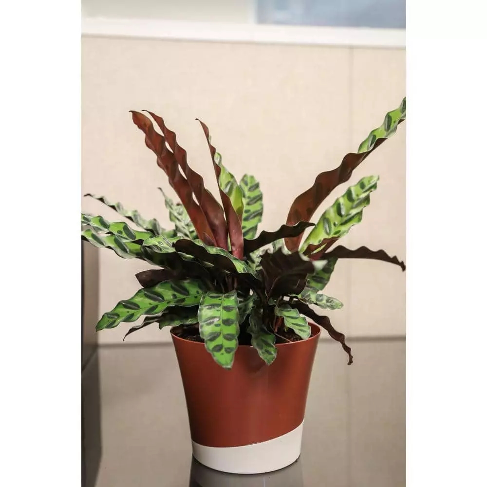 Best reviews of ✔️ Costa Farms Grower's Choice Calathea in 6 in. White Cylinder Pot ✨ 7 Best reviews of ✔️ Costa Farms Grower's Choice Calathea in 6 in. White Cylinder Pot ✨ - Image 5