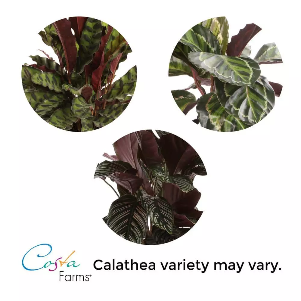 Best reviews of ✔️ Costa Farms Grower's Choice Calathea in 6 in. White Cylinder Pot ✨ 4 Best reviews of ✔️ Costa Farms Grower's Choice Calathea in 6 in. White Cylinder Pot ✨ - Image 2