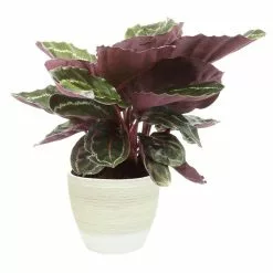 Buy 😍 Costa Farms 6 in. Grower's Choice Calathea Plant in Vanilla Cream Ceramic 👍