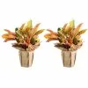Hot Sale 😍 Costa Farms Croton Petra in Wrap with Pick (2-Pack) 👍 1 Hot Sale 😍 Costa Farms Croton Petra in Wrap with Pick (2-Pack) 👍 -Pavestone || Costa Farms Shop costa farms indoor plants co cp06 3 2pk 64 1000
