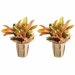 Hot Sale 😍 Costa Farms Croton Petra in Wrap with Pick (2-Pack) 👍