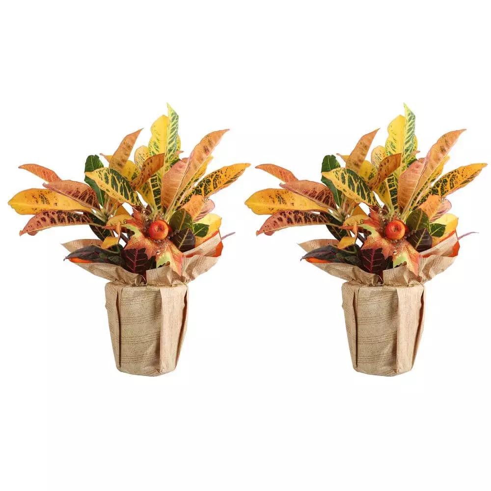 Hot Sale π Costa Farms Croton Petra in Wrap with Pick (2-Pack) π 3 Hot Sale π Costa Farms Croton Petra in Wrap with Pick (2-Pack) π