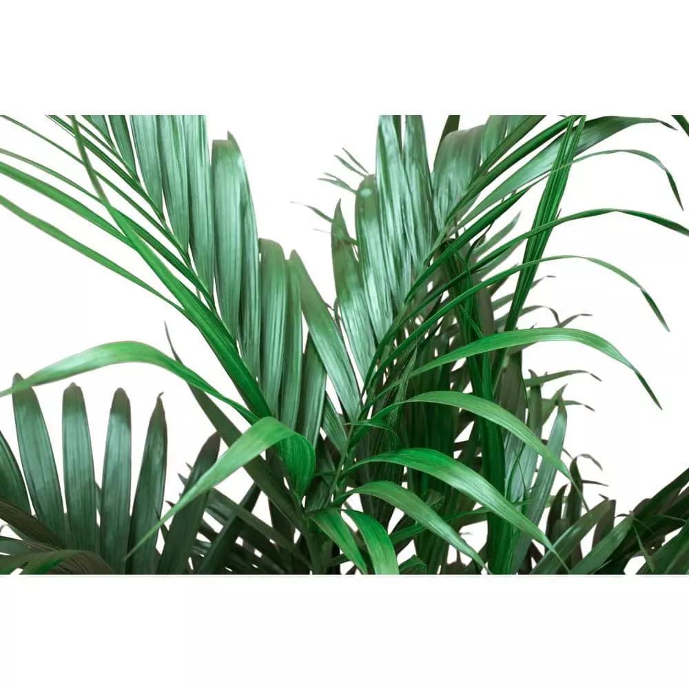 Best Pirce 😀 Costa Farms Cateracterum Palm Cat Palm Plant in 9.25 in. Gray Planter 😍 8 Best Pirce 😀 Costa Farms Cateracterum Palm Cat Palm Plant in 9.25 in. Gray Planter 😍 - Image 6