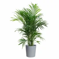 Best Pirce 😀 Costa Farms Cateracterum Palm Cat Palm Plant in 9.25 in. Gray Planter 😍
