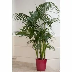 Best Pirce 😀 Costa Farms Cateracterum Palm Cat Palm Plant in 9.25 in. Gray Planter 😍 17 Best Pirce 😀 Costa Farms Cateracterum Palm Cat Palm Plant in 9.25 in. Gray Planter 😍 -Pavestone || Costa Farms Shop costa farms indoor plants co ct10 3 cyl 76 1000