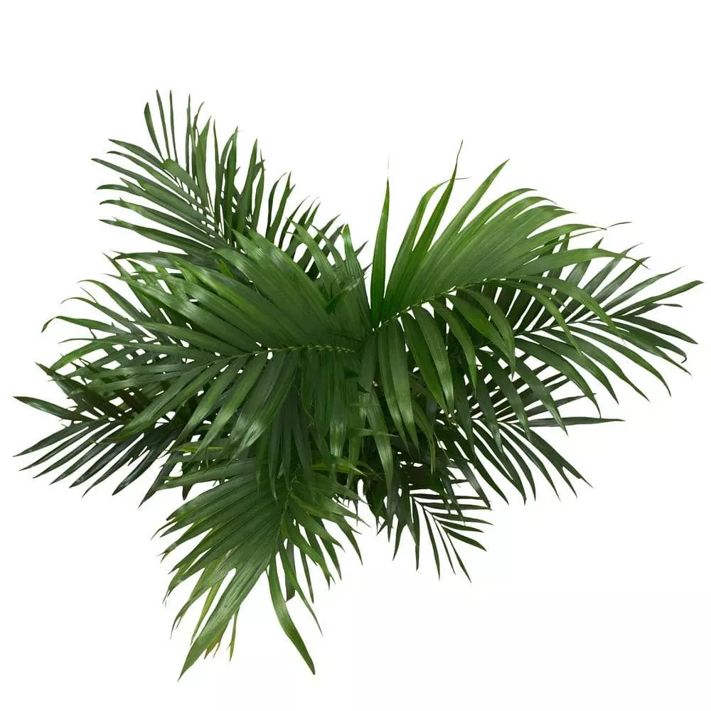 Best Pirce 😀 Costa Farms Cateracterum Palm Cat Palm Plant in 9.25 in. Gray Planter 😍 4 Best Pirce 😀 Costa Farms Cateracterum Palm Cat Palm Plant in 9.25 in. Gray Planter 😍 - Image 2