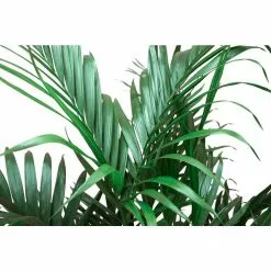 Best reviews of 🌟 Costa Farms 9.25 in. Cateracterum Palm (Cat Palm) Plant in Natural Decor Basket ⭐ -Pavestone || Costa Farms Shop costa farms indoor plants co ct10 3 sea 44 1000