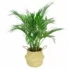 Best reviews of ๐ Costa Farms 9.25 in. Cateracterum Palm (Cat Palm) Plant in Natural Decor Basket โญ 2 Best reviews of ๐ Costa Farms 9.25 in. Cateracterum Palm (Cat Palm) Plant in Natural Decor Basket โญ -Pavestone || Costa Farms Shop costa farms indoor plants co ct10 3 sea 64 1000