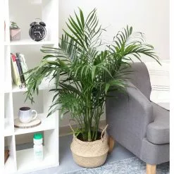Best reviews of 🌟 Costa Farms 9.25 in. Cateracterum Palm (Cat Palm) Plant in Natural Decor Basket ⭐ -Pavestone || Costa Farms Shop costa farms indoor plants co ct10 3 sea c3 1000