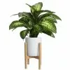 Outlet 🛒 Costa Farms 10 in. Dumb Cane, Dieffenbachia Plant in White Cylinder Pot and Stand 🎉 -Pavestone || Costa Farms Shop costa farms indoor plants co de10 3 cyl 64 1000