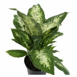 Outlet 🛒 Costa Farms 10 in. Dumb Cane, Dieffenbachia Plant in White Cylinder Pot and Stand 🎉 -Pavestone || Costa Farms Shop costa farms indoor plants co de10 3 cyl c3 1000