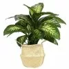 Top 10 ๐ Costa Farms 10 in. Dumb Cane, Dieffenbachia Plant in Natural Basket ๐ 1 Top 10 ๐ Costa Farms 10 in. Dumb Cane, Dieffenbachia Plant in Natural Basket ๐ -Pavestone || Costa Farms Shop costa farms indoor plants co de10 3 sea 64 1000