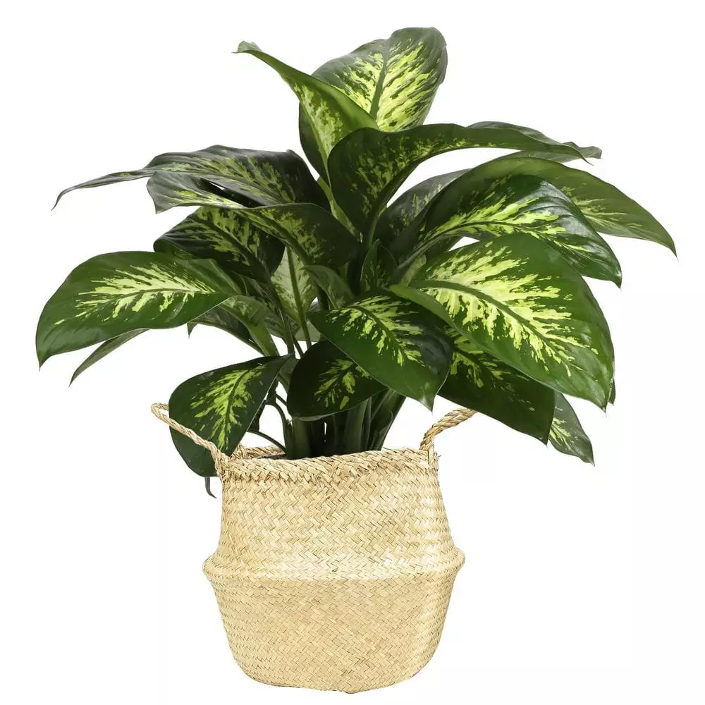 Top 10 🌟 Costa Farms 10 in. Dumb Cane, Dieffenbachia Plant in Natural Basket 😉 3 Top 10 🌟 Costa Farms 10 in. Dumb Cane, Dieffenbachia Plant in Natural Basket 😉