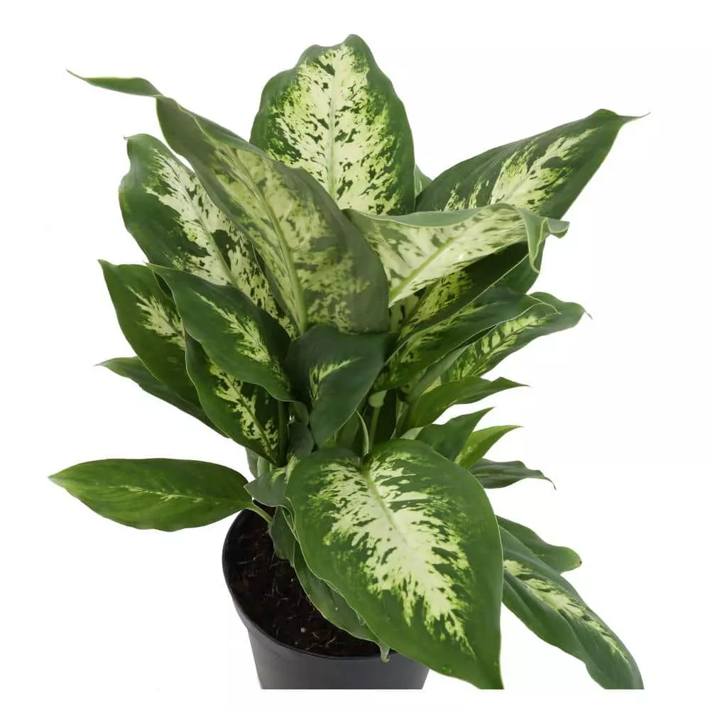 Top 10 🌟 Costa Farms 10 in. Dumb Cane, Dieffenbachia Plant in Natural Basket 😉 4 Top 10 🌟 Costa Farms 10 in. Dumb Cane, Dieffenbachia Plant in Natural Basket 😉 - Image 2