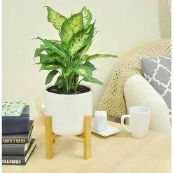 Cheap 👍 Costa Farms Dumb Cane, Dieffenbachia Plant in 2 Tone Ceramic ✨ -Pavestone || Costa Farms Shop costa farms indoor plants co df06 3 2to 4f 1000