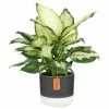 Cheap 👍 Costa Farms Dumb Cane, Dieffenbachia Plant in 2 Tone Ceramic ✨ -Pavestone || Costa Farms Shop costa farms indoor plants co df06 3 2to 64 1000