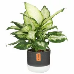Cheap 👍 Costa Farms Dumb Cane, Dieffenbachia Plant in 2 Tone Ceramic ✨