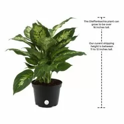 Cheap 👍 Costa Farms Dumb Cane, Dieffenbachia Plant in 2 Tone Ceramic ✨ -Pavestone || Costa Farms Shop costa farms indoor plants co df06 3 2to 76 1000