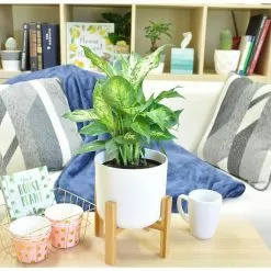 Cheap 👍 Costa Farms Dumb Cane, Dieffenbachia Plant in 2 Tone Ceramic ✨ -Pavestone || Costa Farms Shop costa farms indoor plants co df06 3 2to c3 1000