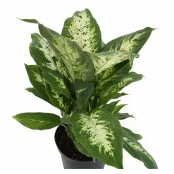 Cheap 👍 Costa Farms Dumb Cane, Dieffenbachia Plant in 2 Tone Ceramic ✨ -Pavestone || Costa Farms Shop costa farms indoor plants co df06 3 2to fa 1000