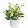 Brand new 💯 Costa Farms Dumb Cane, Dieffenbachia Plant in 6 in. White Cylinder Pot 🌟