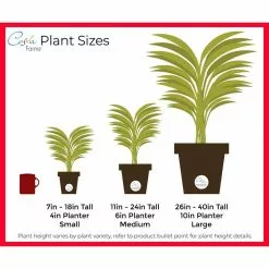 Budget ❤️ Costa Farms Dumb Cane, Dieffenbachia Plant in 6 in. Home Sweet Home Ceramic ⌛ -Pavestone || Costa Farms Shop costa farms indoor plants co df06 3 hsh 44 1000