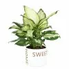 Budget ❤️ Costa Farms Dumb Cane, Dieffenbachia Plant in 6 in. Home Sweet Home Ceramic ⌛ 2 Budget ❤️ Costa Farms Dumb Cane, Dieffenbachia Plant in 6 in. Home Sweet Home Ceramic ⌛ -Pavestone || Costa Farms Shop costa farms indoor plants co df06 3 hsh 64 1000