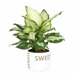 Budget ❤️ Costa Farms Dumb Cane, Dieffenbachia Plant in 6 in. Home Sweet Home Ceramic ⌛