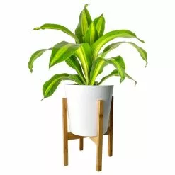 Discount ๐ Costa Farms 10 in. Dracaena in White-Wood Decor Pot โญ