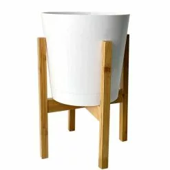 Discount 🌟 Costa Farms 10 in. Dracaena in White-Wood Decor Pot ⭐ -Pavestone || Costa Farms Shop costa farms indoor plants co dmc10 cylstd fa 1000