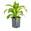 Top 10 ✔️ Costa Farms 10 in. Dracaena in Black Grower Pot 💯 -Pavestone || Costa Farms Shop costa farms indoor plants co dmc10 gp 64 1000