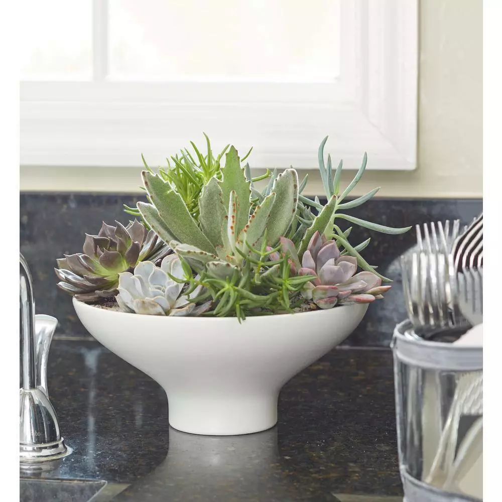 Cheap 🛒 Costa Farms 2.5 in. Grower's Choice Echeveria in 2 Tone Ceramic 🥰 6 Cheap 🛒 Costa Farms 2.5 in. Grower's Choice Echeveria in 2 Tone Ceramic 🥰 - Image 4