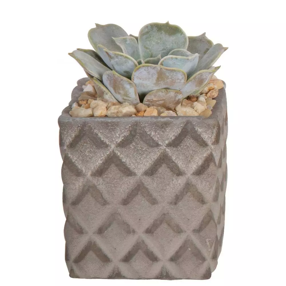 Cheap 🛒 Costa Farms 2.5 in. Grower's Choice Echeveria in 2 Tone Ceramic 🥰 3 Cheap 🛒 Costa Farms 2.5 in. Grower's Choice Echeveria in 2 Tone Ceramic 🥰