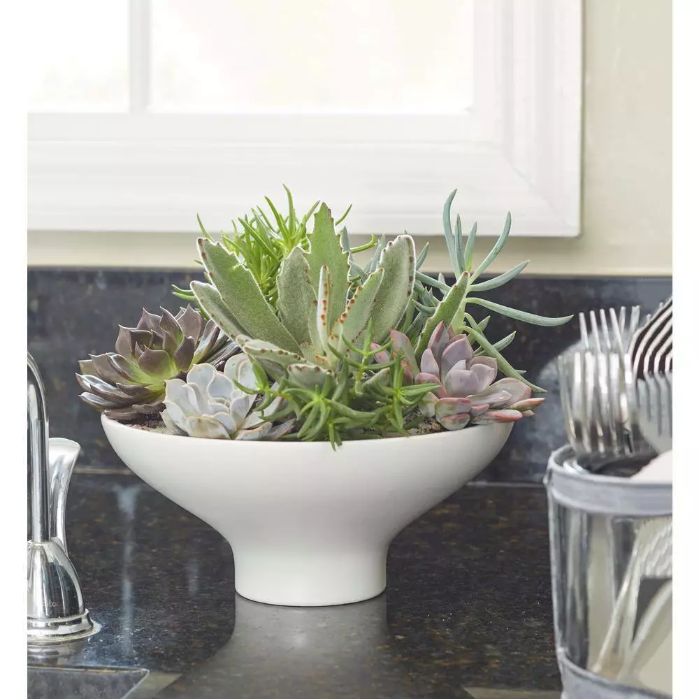 Cheap 🛒 Costa Farms 2.5 in. Grower's Choice Echeveria in 2 Tone Ceramic 🥰 5 Cheap 🛒 Costa Farms 2.5 in. Grower's Choice Echeveria in 2 Tone Ceramic 🥰 - Image 3