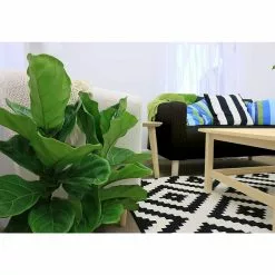 Brand new 🎉 Costa Farms Ficus Lyrata Fiddle Leaf Fig Bush Floor Plant in 9.25 in. White Cylinder Pot and Stand ✨ -Pavestone || Costa Farms Shop costa farms indoor plants co fl10 3 cyl 1f 1000