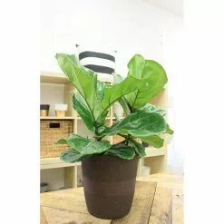 Brand new 🎉 Costa Farms Ficus Lyrata Fiddle Leaf Fig Bush Floor Plant in 9.25 in. White Cylinder Pot and Stand ✨ -Pavestone || Costa Farms Shop costa farms indoor plants co fl10 3 cyl 44 1000