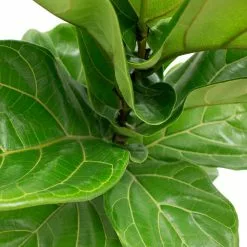 Brand new 🎉 Costa Farms Ficus Lyrata Fiddle Leaf Fig Bush Floor Plant in 9.25 in. White Cylinder Pot and Stand ✨ -Pavestone || Costa Farms Shop costa farms indoor plants co fl10 3 cyl 4f 1000