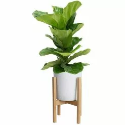 Brand new 🎉 Costa Farms Ficus Lyrata Fiddle Leaf Fig Bush Floor Plant in 9.25 in. White Cylinder Pot and Stand ✨