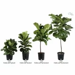 Deals ๐งจ Costa Farms Fiddle Leaf Fig Standard Plant in 10 in. Gray Planter ๐ 11 Deals ๐งจ Costa Farms Fiddle Leaf Fig Standard Plant in 10 in. Gray Planter ๐ -Pavestone || Costa Farms Shop costa farms indoor plants co fl11 3 cyl 1f 1000