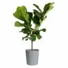 Deals ๐งจ Costa Farms Fiddle Leaf Fig Standard Plant in 10 in. Gray Planter ๐ 1 Deals ๐งจ Costa Farms Fiddle Leaf Fig Standard Plant in 10 in. Gray Planter ๐ -Pavestone || Costa Farms Shop costa farms indoor plants co fl11 3 cyl 64 1000