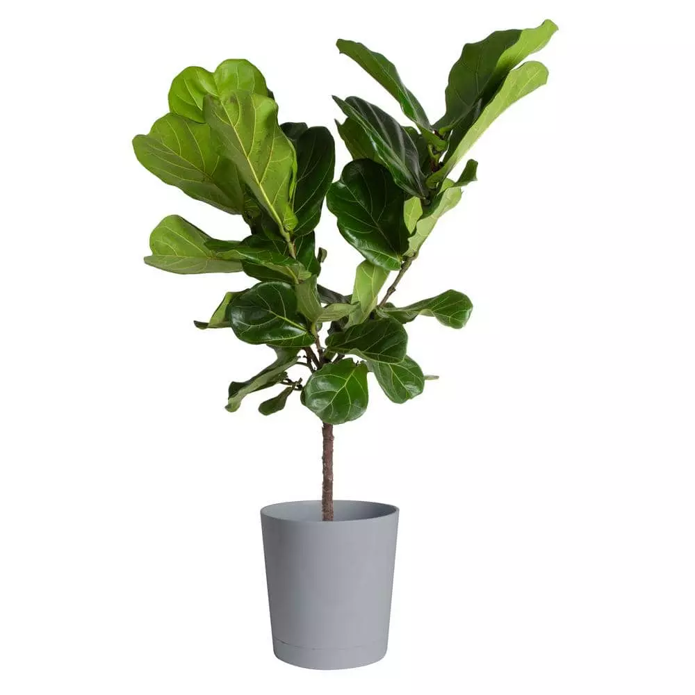 Deals ๐งจ Costa Farms Fiddle Leaf Fig Standard Plant in 10 in. Gray Planter ๐ 3 Deals ๐งจ Costa Farms Fiddle Leaf Fig Standard Plant in 10 in. Gray Planter ๐