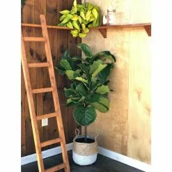 Deals ๐งจ Costa Farms Fiddle Leaf Fig Standard Plant in 10 in. Gray Planter ๐ 9 Deals ๐งจ Costa Farms Fiddle Leaf Fig Standard Plant in 10 in. Gray Planter ๐ -Pavestone || Costa Farms Shop costa farms indoor plants co fl11 3 cyl c3 1000