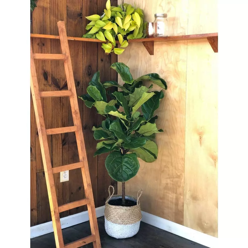 Deals ๐งจ Costa Farms Fiddle Leaf Fig Standard Plant in 10 in. Gray Planter ๐ 5 Deals ๐งจ Costa Farms Fiddle Leaf Fig Standard Plant in 10 in. Gray Planter ๐ - Image 3