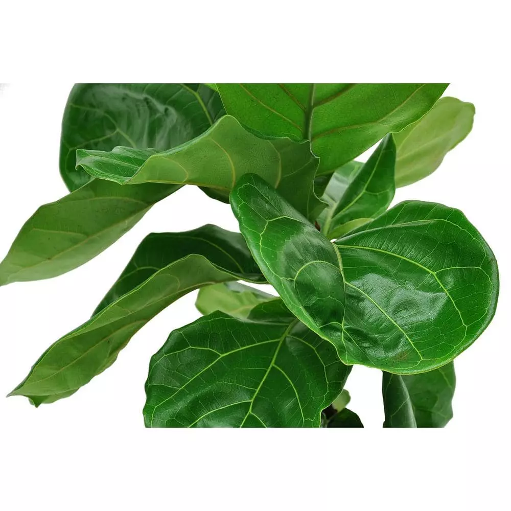 Deals ๐งจ Costa Farms Fiddle Leaf Fig Standard Plant in 10 in. Gray Planter ๐ 4 Deals ๐งจ Costa Farms Fiddle Leaf Fig Standard Plant in 10 in. Gray Planter ๐ - Image 2