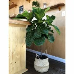 Brand new 🎁 Costa Farms Ficus Lyrata Fiddle Leaf Fig Standard Tree Floor Plant in 9.25 in. Natural Planter 🥰 -Pavestone || Costa Farms Shop costa farms indoor plants co fl11 3 sea 4f 1000